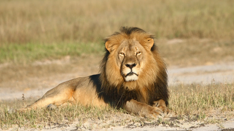Cecil: The Lion and the Dentist Channel 4 VPN