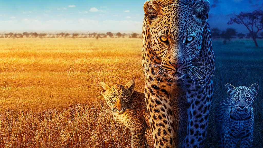 big cats 24/7 bbc iplayer vpn