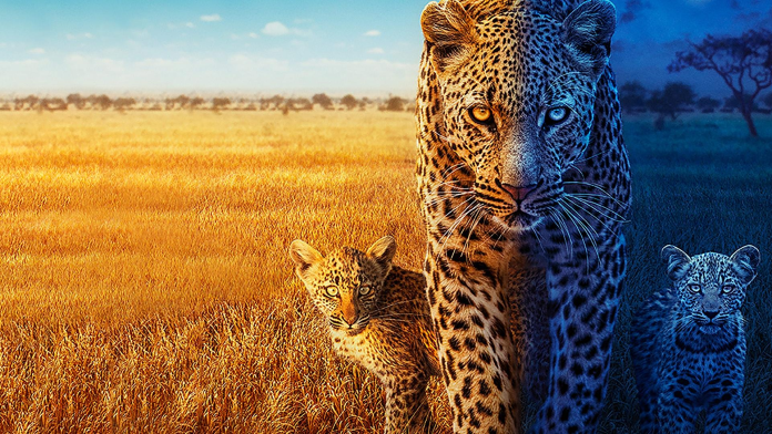 big cats 24/7 bbc iplayer vpn